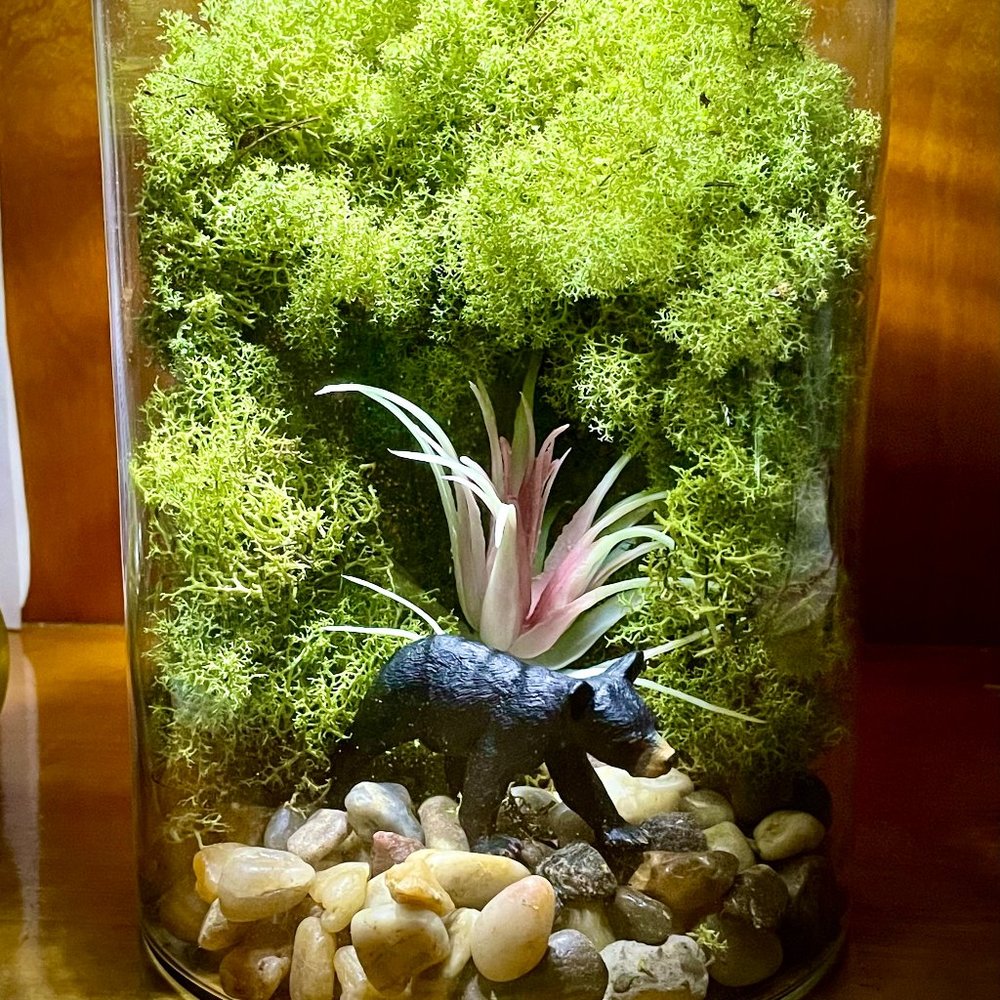 bear terrarium
